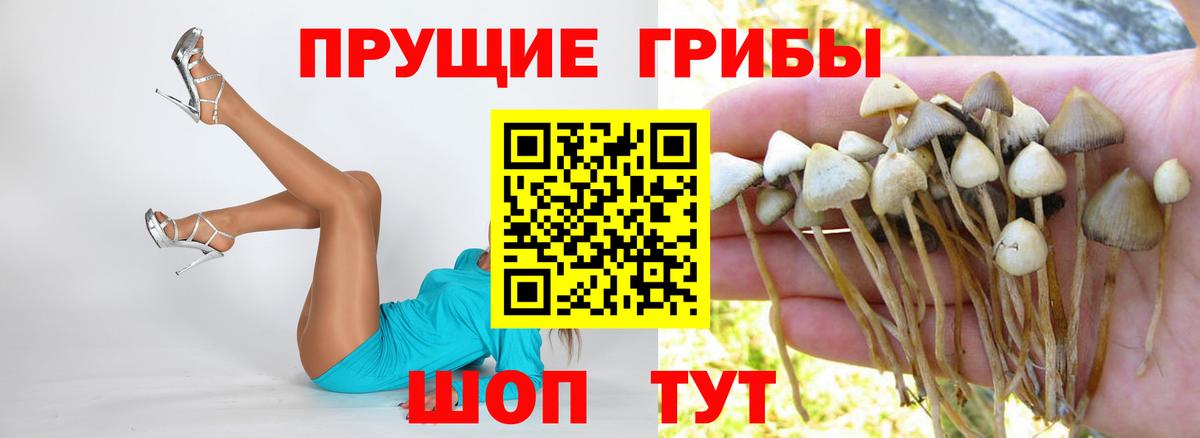 Королёв  Галлюциногенные грибы MAGIC MUSHROOMS  что такое   Вход с VPN  Псилоцибиновые грибы Psilocybe 